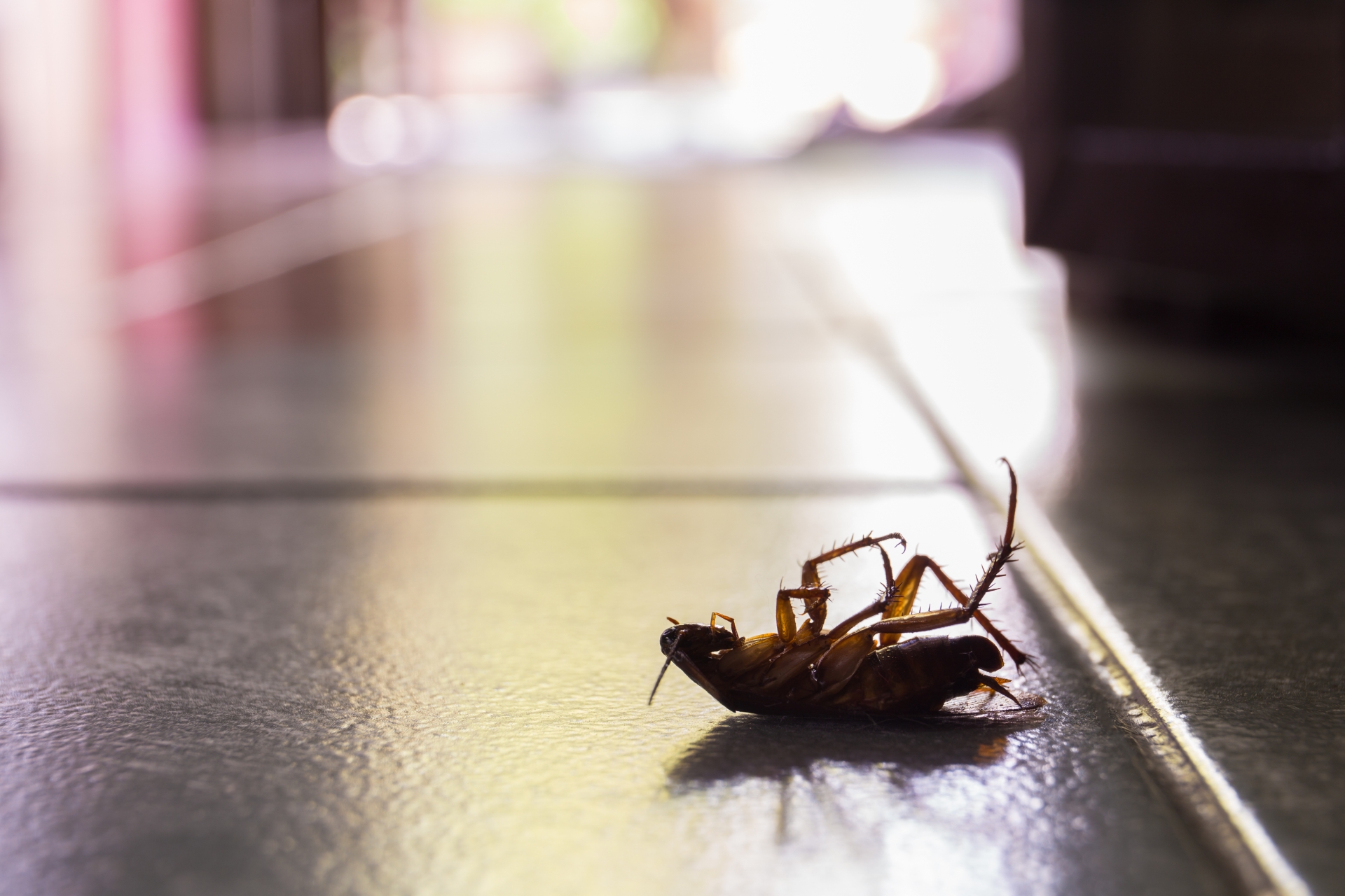 Cockroach Control, Pest Control in Highgate, N6. Call Now 020 8166 9746