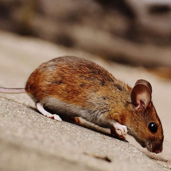 Mice, Pest Control in Highgate, N6. Call Now! 020 8166 9746