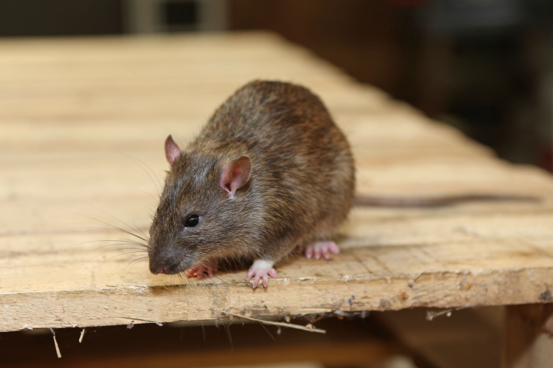 Rat extermination, Pest Control in Highgate, N6. Call Now 020 8166 9746