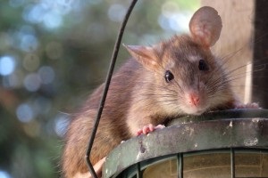 Rat Infestation, Pest Control in Highgate, N6. Call Now 020 8166 9746