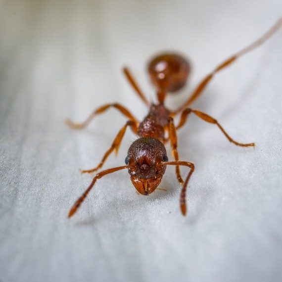 Field Ants, Pest Control in Highgate, N6. Call Now! 020 8166 9746