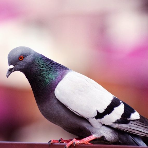 Birds, Pest Control in Highgate, N6. Call Now! 020 8166 9746