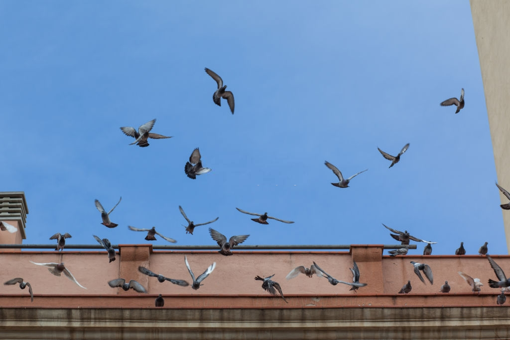Pigeon Pest, Pest Control in Highgate, N6. Call Now 020 8166 9746