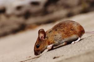 Mice Exterminator, Pest Control in Highgate, N6. Call Now 020 8166 9746