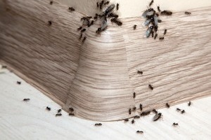 Ant Control, Pest Control in Highgate, N6. Call Now 020 8166 9746