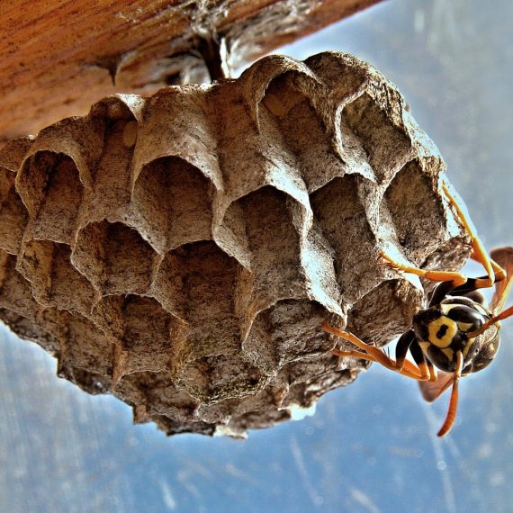 Wasps Nest, Pest Control in Highgate, N6. Call Now! 020 8166 9746
